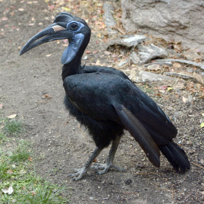 Meet Maybelline an Abyssinian ground hornbill on display at the Albuquerque Zoo