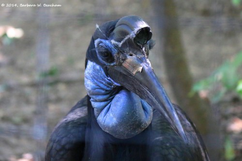 Meet Maybelline an Abyssinian ground hornbill on display at the Albuquerque Zoo